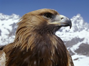 Орел